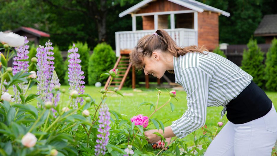 Cum să îți amenajezi grădina cu flori de sezon